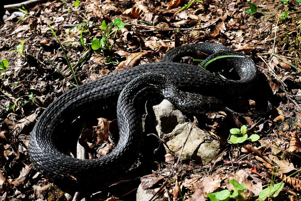 Natrix natrix melanotica